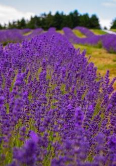 lavender-5350062_640